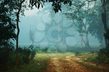 Royalty Free Photo of a Clearing in a Rain Forest