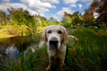 Royalty Free Photo of a Golden Retriever Puppy