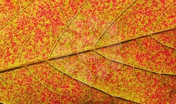 Royalty Free Photo of a Red Leaf Texture
