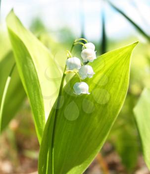 Royalty Free Photo of a Lily of the Valley