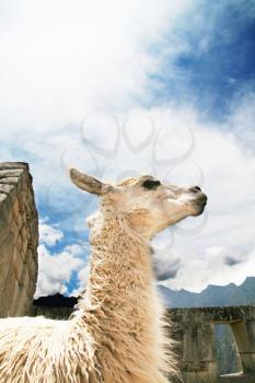Royalty Free Photo of a Llama