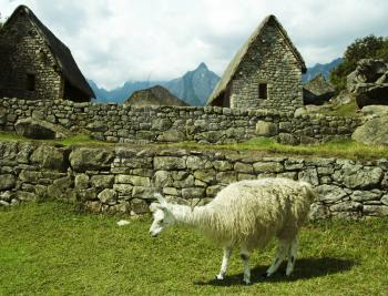 Royalty Free Photo of the Ruins and a Llama in Machu-Picchu, Peru