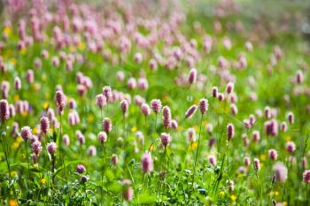 Royalty Free Photo of Wildflowers