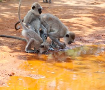 Royalty Free Photo of Monkeys in Anuradhapura, Sri Lanka