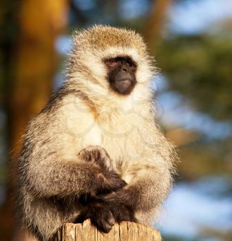 Royalty Free Photo of a Gelada Monkey