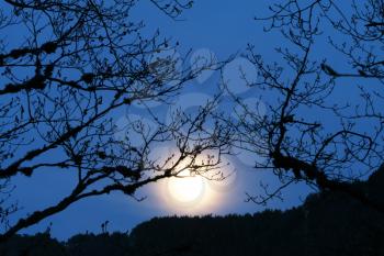 Royalty Free Photo of Moonlight in the Forest