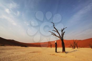 Royalty Free Photo of a Person Looking at a Tree in Dead Valley, Namibia