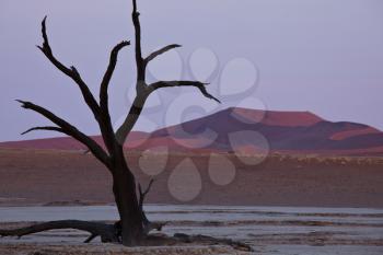 Royalty Free Photo of Dead Valley in Namibia