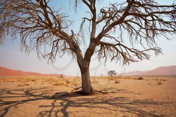 Royalty Free Photo of Dead valley in Namibia