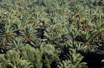 Royalty Free Photo of Palm Tree Valley in Morocco
