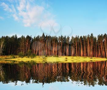 Royalty Free Photo of a Pine Forest