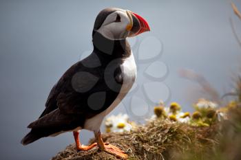 Royalty Free Photo of a Puffin