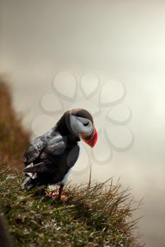 Royalty Free Photo of a Puffin