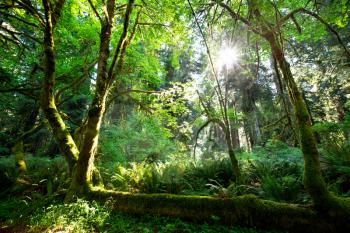 Royalty Free Photo of a Rain Forest