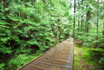 Royalty Free Photo of a Path in a Rain Forest