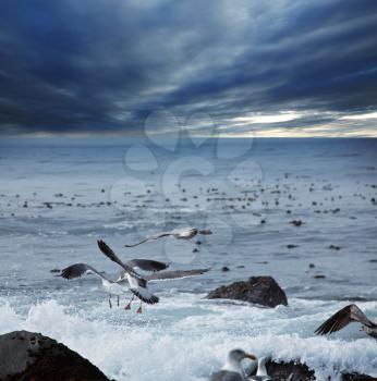 Royalty Free Photo of Birds and the Sea