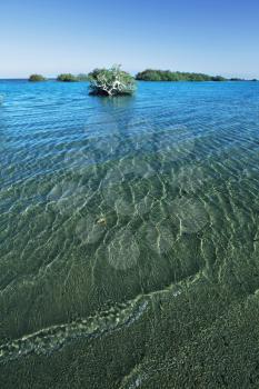 Royalty Free Photo of Mangroves in Egypt