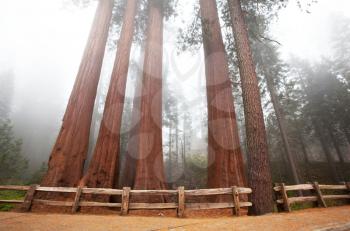 Royalty Free Photo of Sequoia National Park, USA