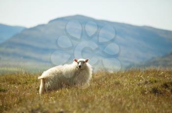Royalty Free Photo of a Sheep