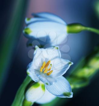 Royalty Free Photo of Snowdrop Flowers