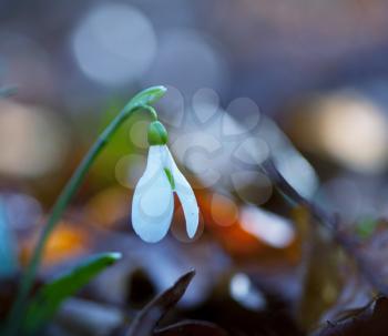 Royalty Free Photo of a Snowdrop Flower