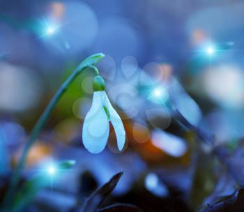 Royalty Free Photo of Snowdrops