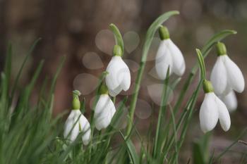 Royalty Free Photo of Snowdrop Flowers