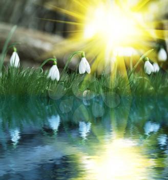 Royalty Free Photo of Snowdrop Flowers Reflecting in Water