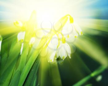 Royalty Free Photo of Snowdrop Flowers