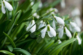 Royalty Free Photo of Snowdrop Flowers