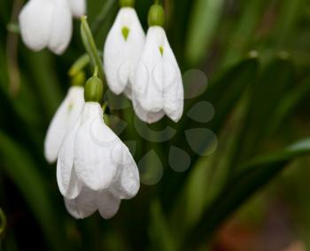 Royalty Free Photo of Snowdrop Flowers