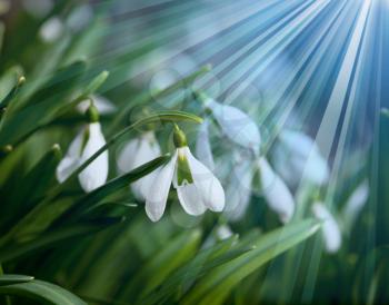 Royalty Free Photo of Snowdrop Flowers