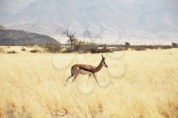 Royalty Free Photo of a Springbok