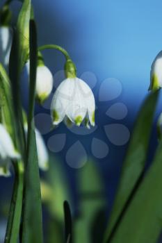 Royalty Free Photo of a Snowbell Flower