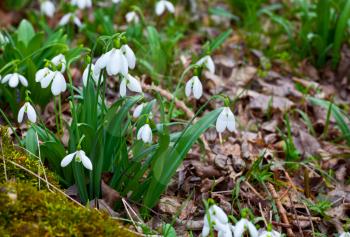 Royalty Free Photo of Snowdrops