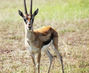 Royalty Free Photo of an Antelope Springbok