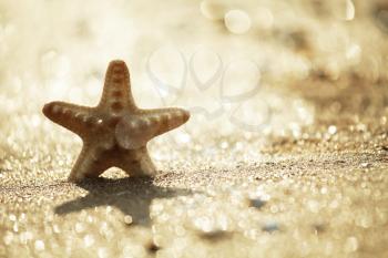 Royalty Free Photo of a Starfish