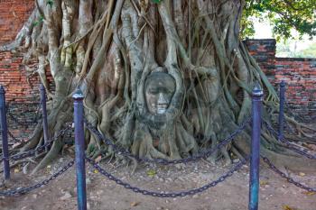 Royalty Free Photo of a Stone Buddha Head Entwined in the Roots of a Fig Tree, Wat Mahatat, Ayutthaya Historical Park