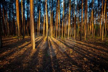 forest at sunset