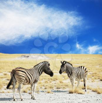 Royalty Free Photo of Zebras