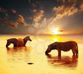 Royalty Free Photo of Zebras