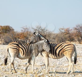 Royalty Free Photo of a Zebras