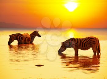 Royalty Free Photo of a Zebras on Lake