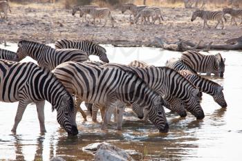 Royalty Free Photo of a Zebras Drinking Water