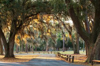 Trees tunnel -Botany Bay,South Carolina