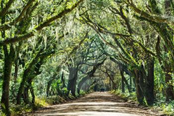 Trees tunnel -Botany Bay,South Carolina