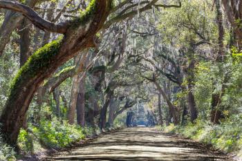 Trees tunnel -Botany Bay,South Carolina