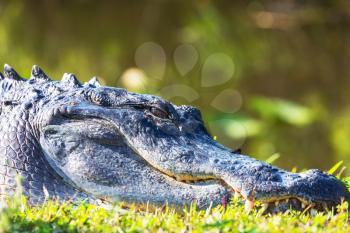 Alligator in Florida