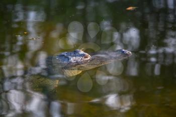 Alligator in Florida