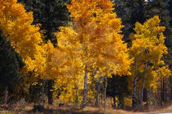 autumn scene